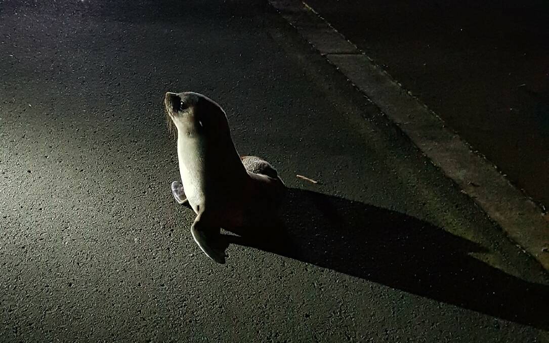 A subantarctic fur seal was rescued after it ran under a car on Campion Way in Quindalup. Image by Dunsborough and Busselton Wildlife Care Inc.