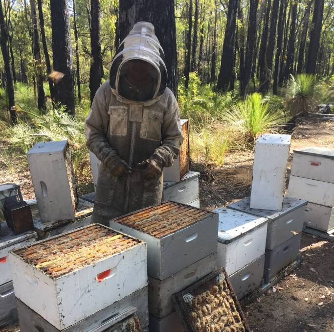WA beekeepers are concerns as the varroa mite hits Australia for the first time. Picture: Supplied.