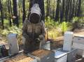 WA beekeepers are concerns as the varroa mite hits Australia for the first time. Picture: Supplied.
