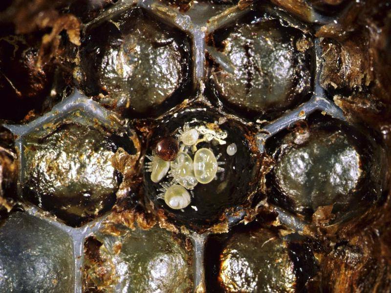 'Only a matter of time': The varroa mite inside a beehive. Picture: File image.