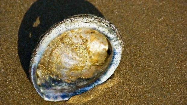 Hazardous conditions prediction cancels abalone fishing this Saturday