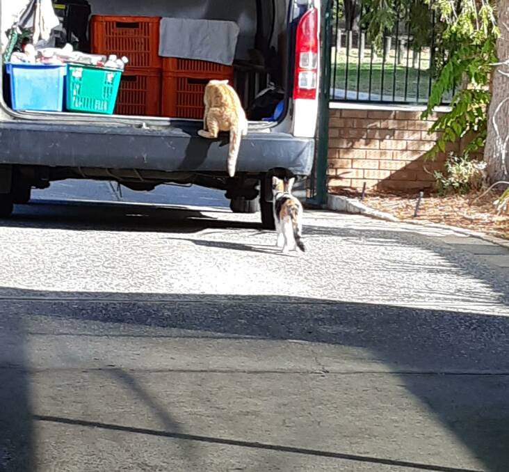 CRISIS: The cats were so hungry, they climbed into the van scavenging to get just one meal. Photo: Supplied.