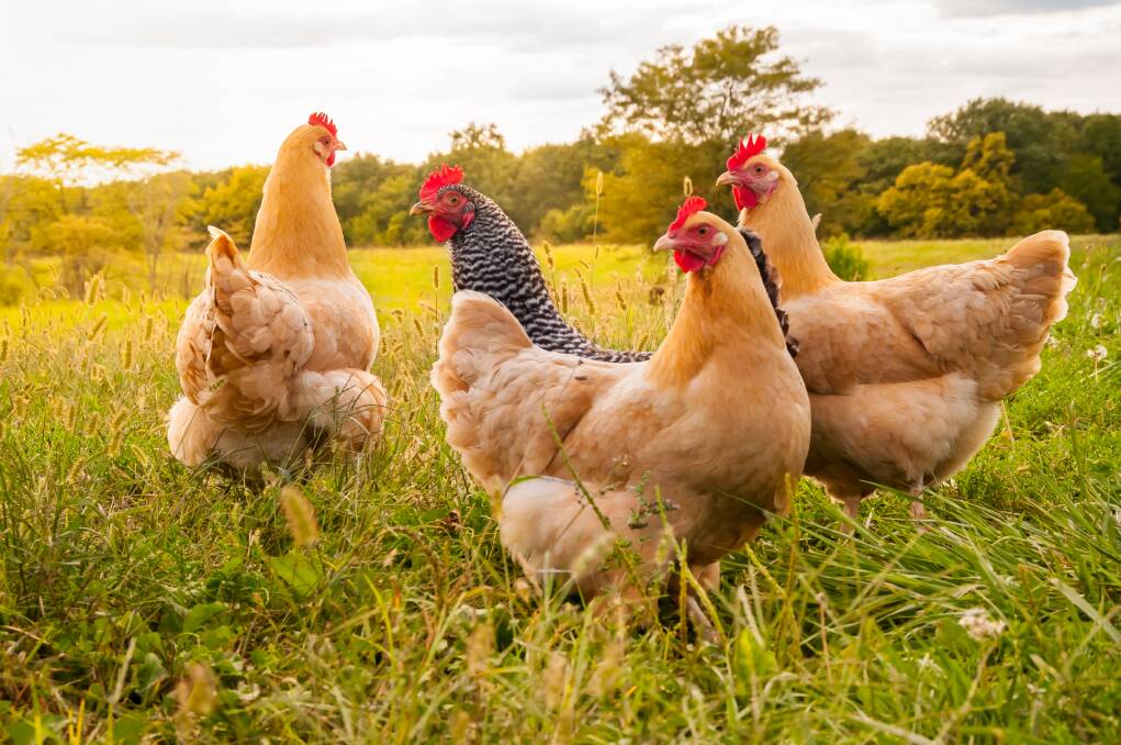 Gabby Millgate believes something as simple as taking care of chickens can help a child's self-esteem. Picture: Shutterstock