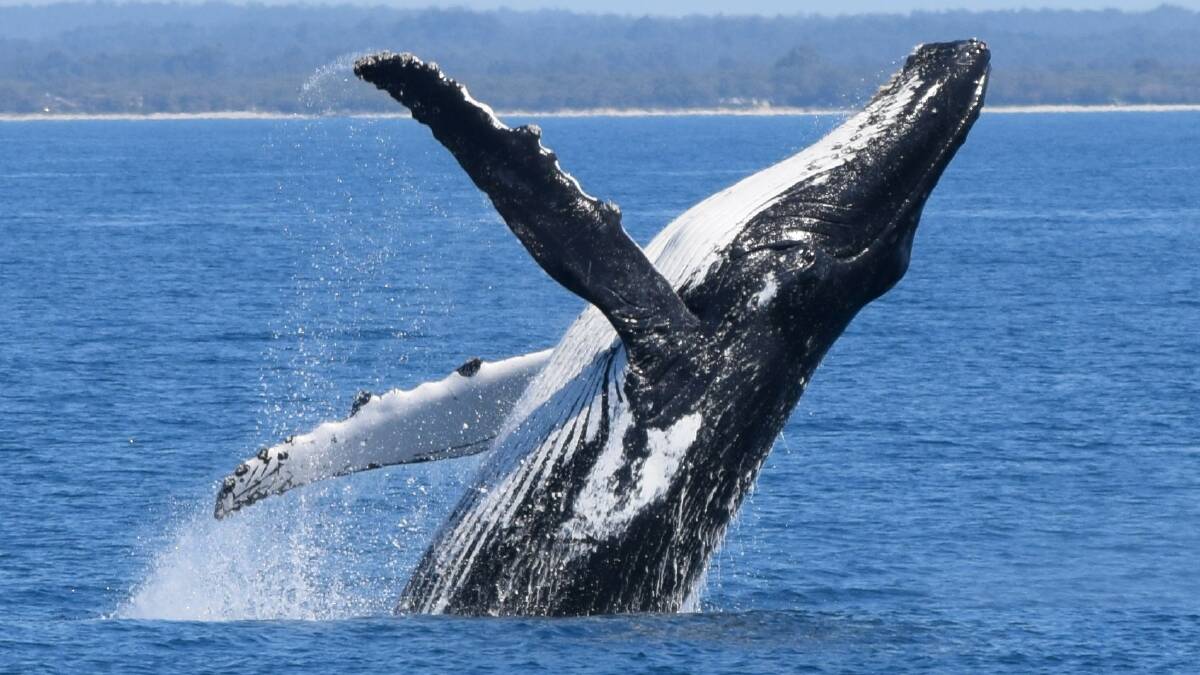 Just one amazing experience in the South West is whale watching with Naturaliste Charters.