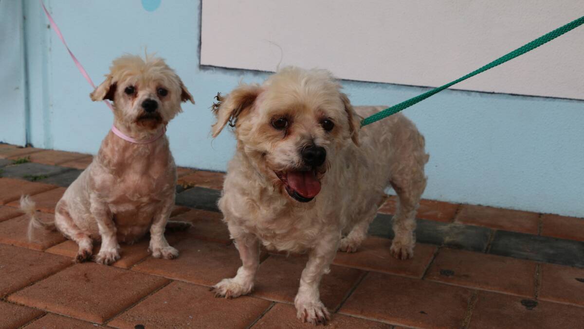 Tinkerbell and Peter Pan were reported to RSPCA WA by a concerned member of the public. They were found in a small yard by an inspector, in poor condition with just a cardboard box for shelter. Photo supplied.