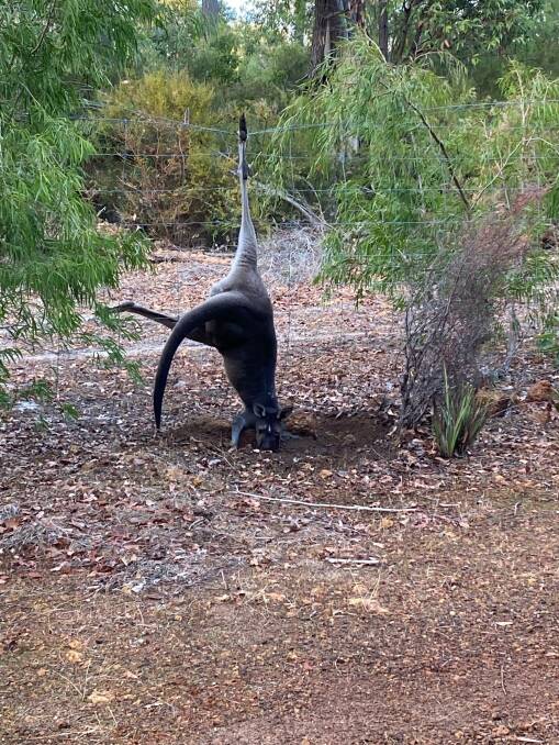 Fence hanger: One of the injured kangaroos found along a South West road during the 2022 Easter weekend. Picture: Supplied.