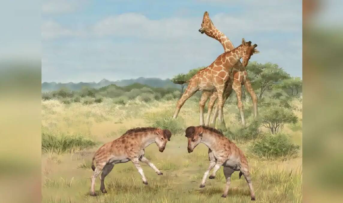 Intermale-competitions of giraffoid, foreground: Discokeryx xiezhi, background: Giraffa camelopardalis. Credit: WANG Yu and GUO Xiaocong.