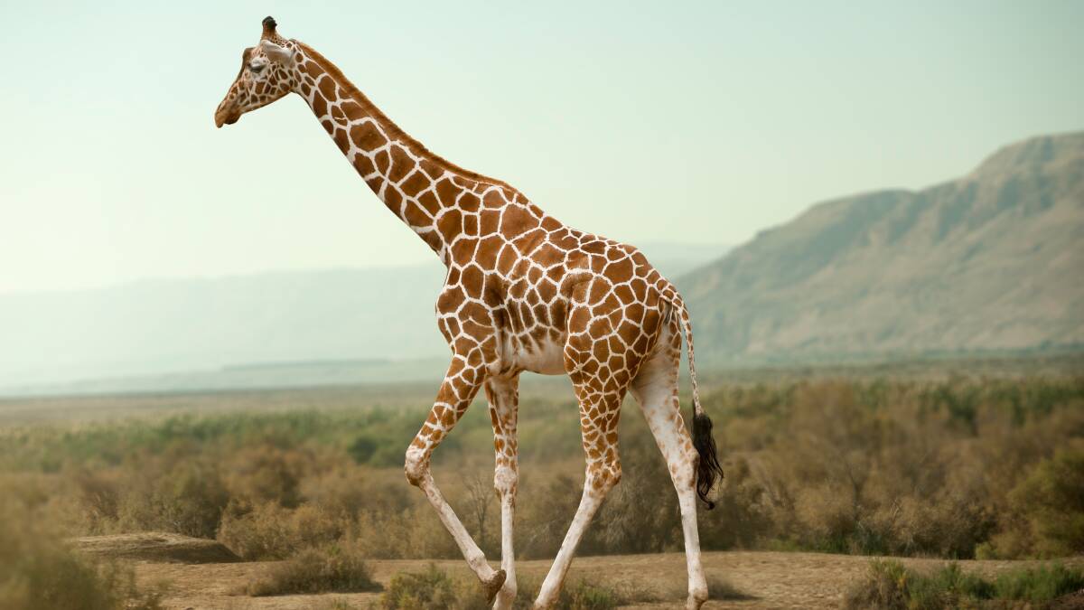 Giraffe walking through the desert. Picture: Shutterstock. 