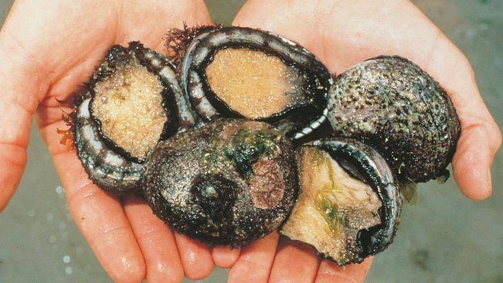 Abalone stocks are monitored by the industry and Fisheries.
