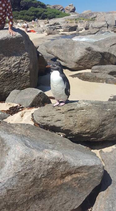 This Northern Rockhopper Penguin was an unusual sight for beachgoers at Redgate on January 1. Image Carolyn Forte.