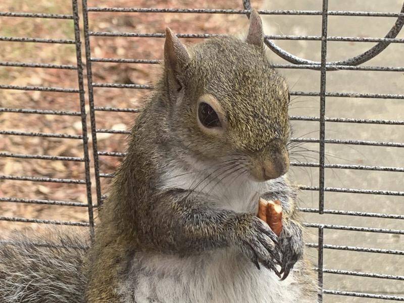 An Alabama man wanted by police has denied feeding the drug methamphetamine to his pet squirrel.