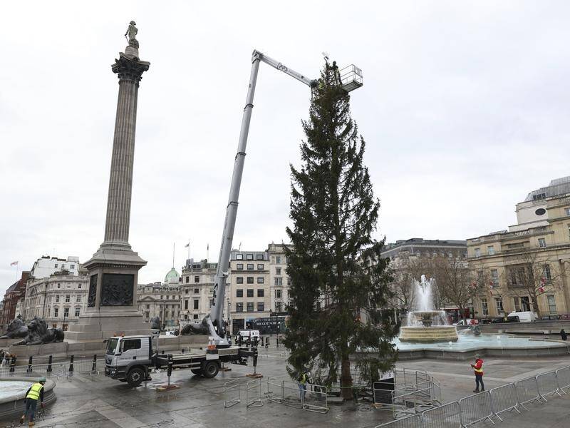 Every year a Christmas tree is felled outside Oslo and sent to London's Trafalgar Square.