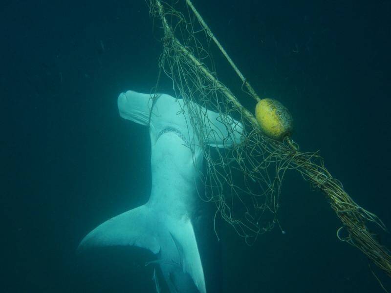 Greens say time to look beyond shark nets