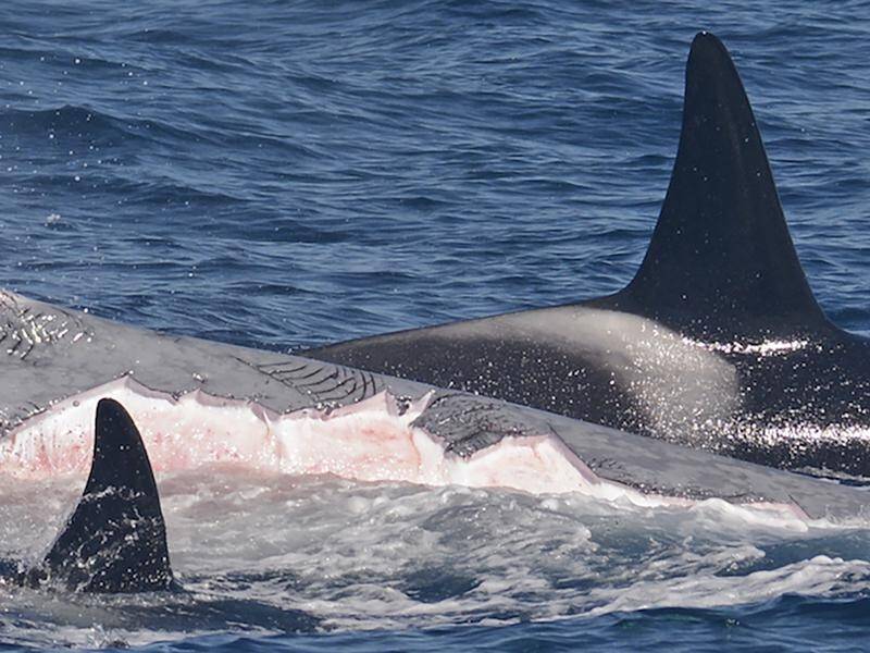 Killer whales have been spotted hunting and killing the blue whale in a world-first.