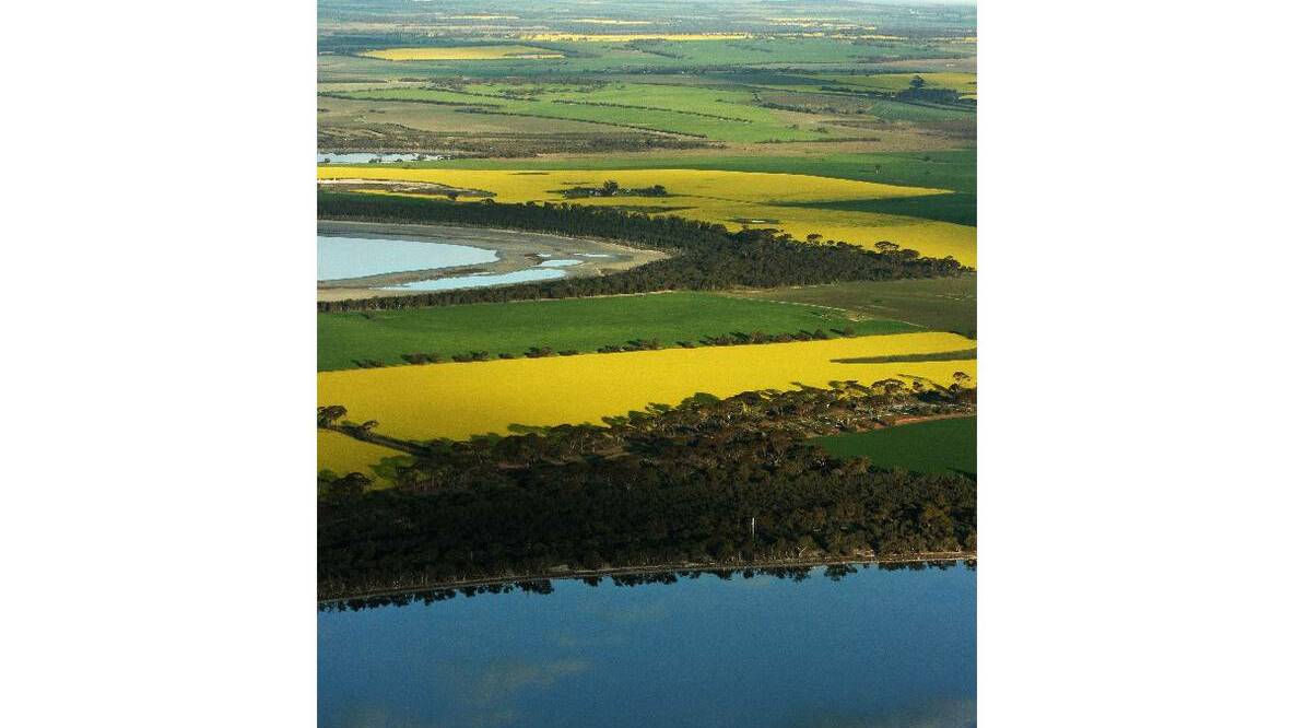 A world-first case involving alleged genetically modified canola contamination is starting today in the WA Supreme Court. Pictured is an aerial shot of canola fields near Wagin.
