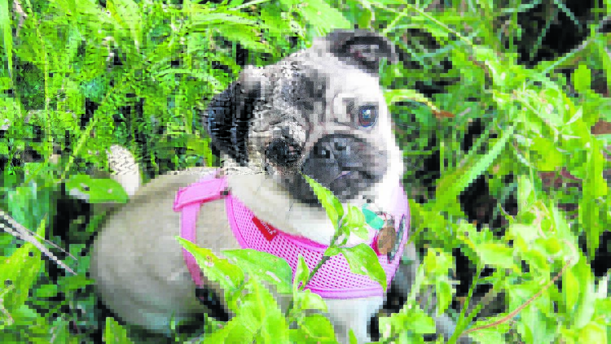 Amy Martin explores how far you can go with styling your pet in this week's column. Pictured is Amy's fully clothed pug, Minnie.