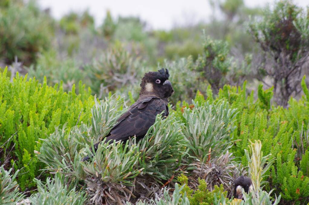 Nature Conservation Margaret River Region and the Shire of Augusta Margaret River will host a Black Cockatoo Workshop on June 22. 