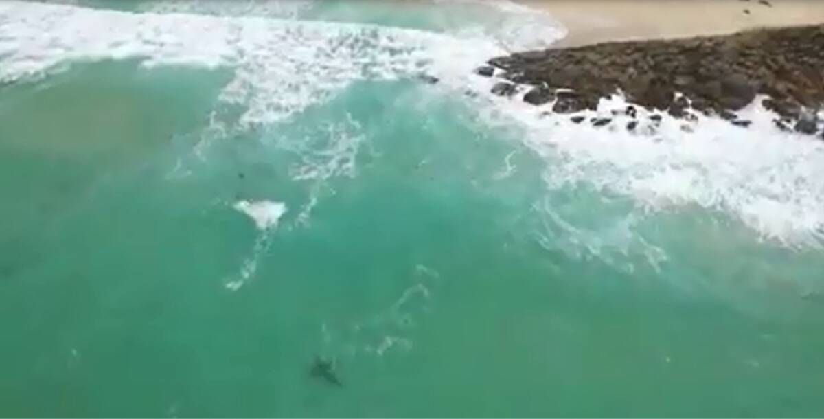 Drone footage shows how close the great white shark comes to the shore of one of the state's most popular swimming and surfing spots. 
