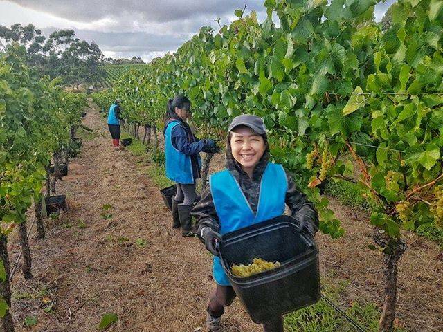 The Margaret River wine industry relies on a mix of local and foreign workers at peak times throughout the season. Photo: Labour Solutions