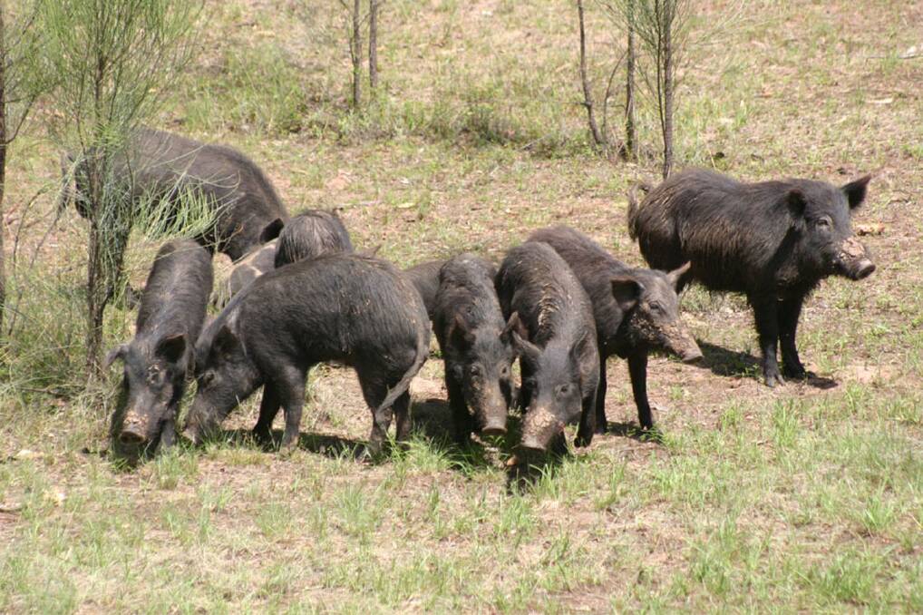 Piggy postings: The Lower Blackwood Land Care District Committee need landholders' help to track feral pig activity in the region. Photo: Supplied.
