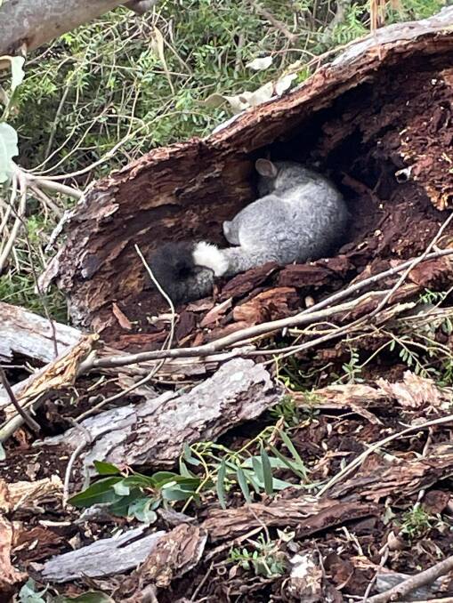 The possum was sheltering inside a large tree that had fallen over a path in Margaret River. Photo: Rebecca Lemm