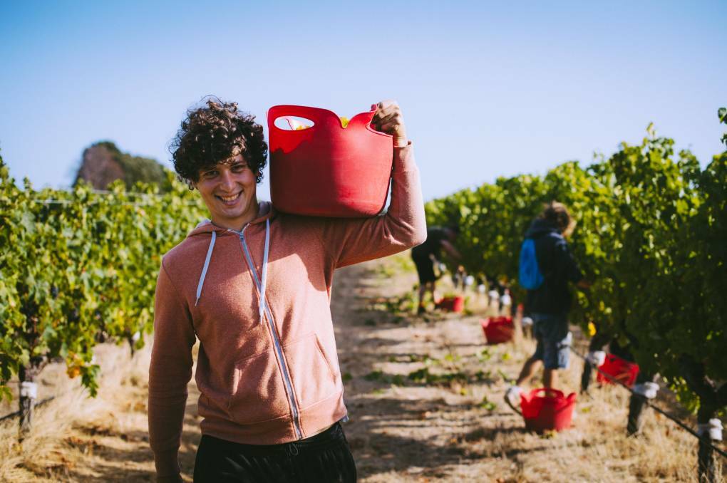 Vintage may be almost over, but the workers in the region still remain, and are now seeking other employment. Photo by Elements Margaret River.
