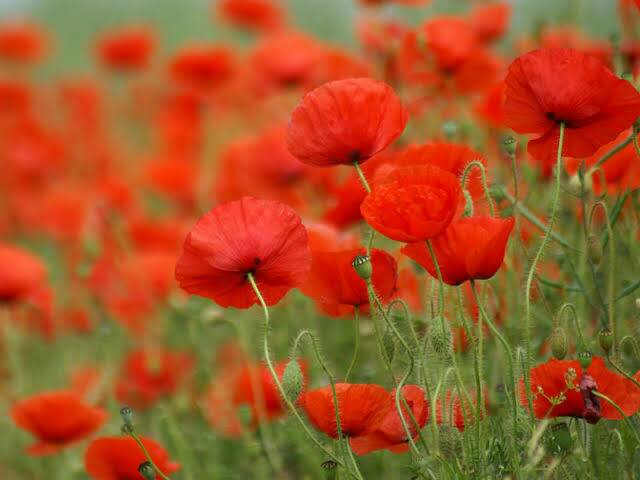 The Margaret River RSL will be conducting poppy sales this Friday November 8 from 8.00am until 12.00pm.