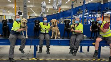 Successful applicants will receive foundation training in biosecurity, and will learn to handle detector dogs in various scenarios before deployment. Picture: Supplied