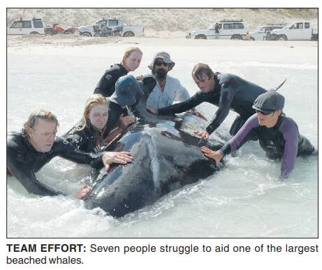 Flashback to 2009: Hamelin Bay relives whale beachings