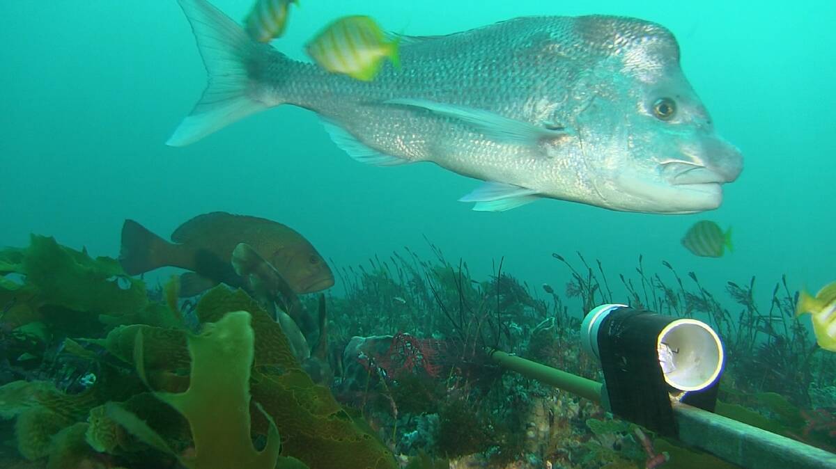 Unique underwater vision showcasing thriving marine life has been captured during a research trip to WAs South West region by UWA ocean scientists. Image courtesy UWA.