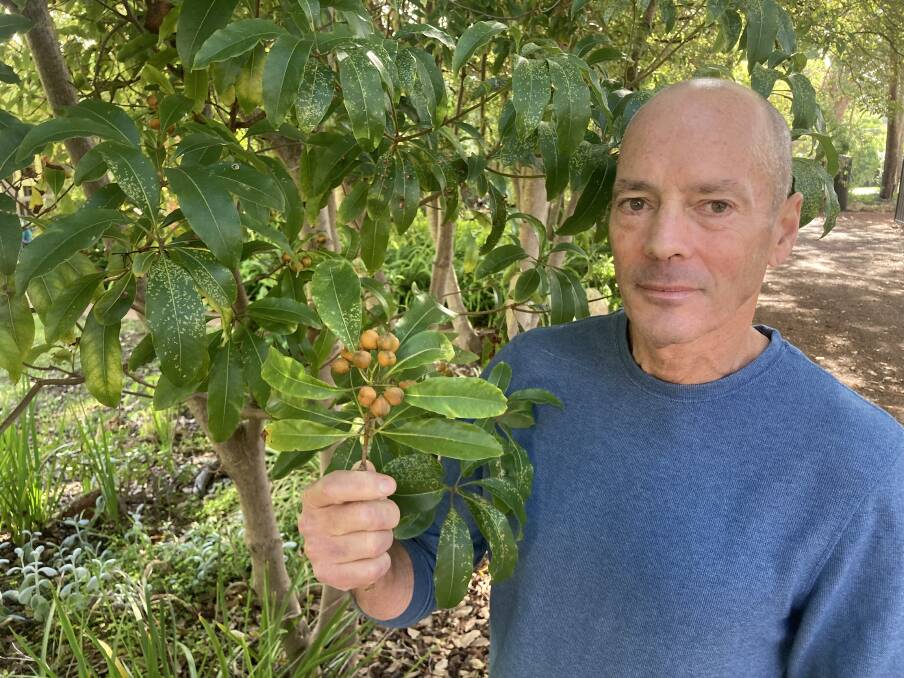 NCMRR biodiversity project officer Mike Griffiths says Sweet Pittosporum poses a grave risk to local bushland, particularly the Nguraren Kalleep Reserve. Picture: Supplied