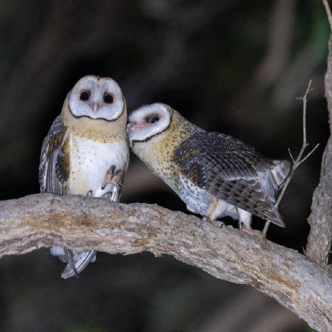 The region's elusive Masked Owl is the face of the owl friendly campaign. Photo: Steve Castan