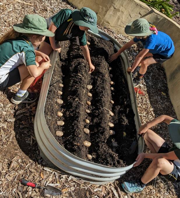 In go the spuds at the Margaret River Primary School kitchen garden. Picture by Terri Sharpe. 