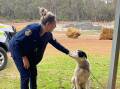 Rangers say the dog, who they have named 'Maverick', is beautiful and trusting in nature. Picture: Supplied
