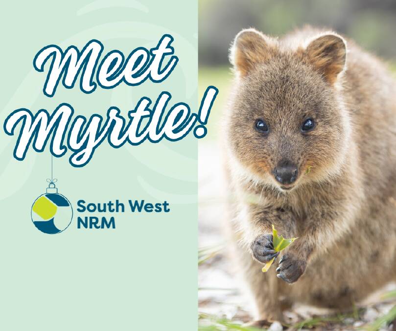 South West NRM is working to turn the tide for our local quokkas like Myrtle, as well as several other threatened species of mammal like the western ringtail possums, numbats and chuditch.