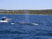 The tagging team preparing to tag a blue whale not far off Dunsborough. The shallow, clear waters help to make the difficult tagging process easier. Picture supplied. 