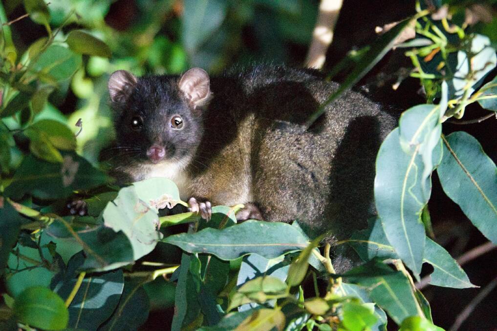 Counting critters: Nature Conservation is calling for local assistance in this year's Spring Possum Tally, starting on Monday October 8. Photo: Steve Castan