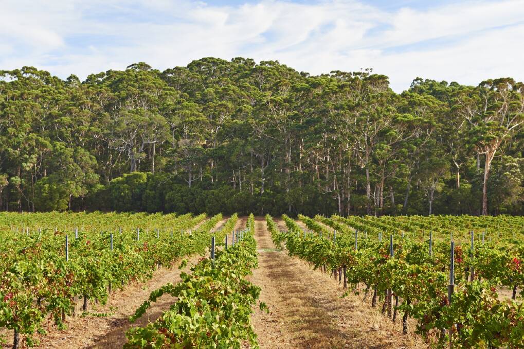 The Boodjidup Brook intersects a number of large properties including Voyager Estate, Xanadu Wines and Leeuwin Estate (pictured) and in recent decades has become a hotspot for arum lilies. Picture: Leeuwin Estate