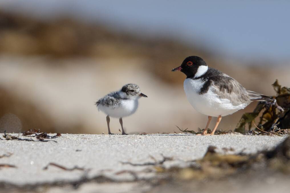 Hooded plover chick with parent. Photo: Steve Castan