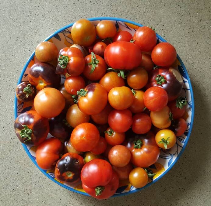 January means tomato time in the South West. Photos: Terri Sharpe