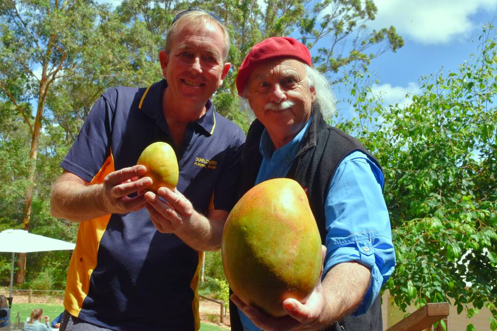 Two-ty fruity: 'Farmer' Steve Jones of Sunflowers Animal Farm with chef and tv personality Ian Parmenter and the massive mango. 