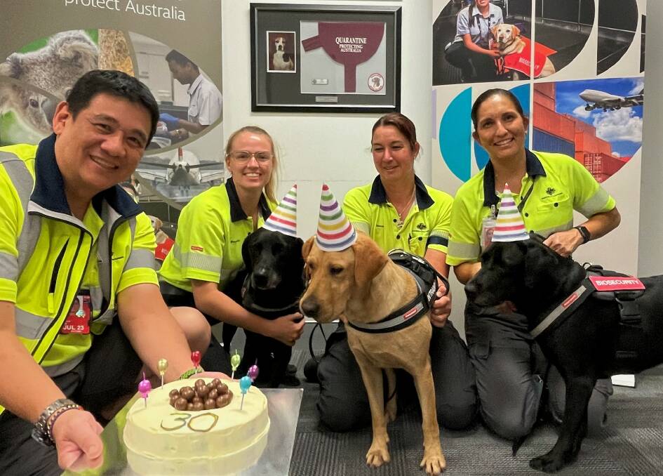 This year marks 30 years of the Australian detector dog program, helping to protect Australia from exotic pests and diseases. Picture: Supplied