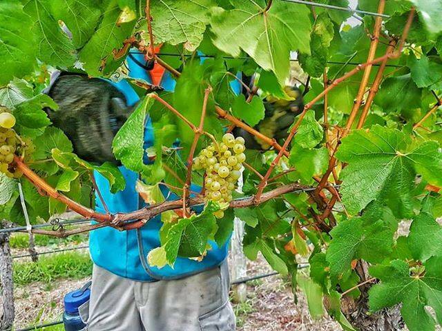 The Margaret River wine industry relies on a mix of local and foreign workers at peak times throughout the season. Photo: Labour Solutions