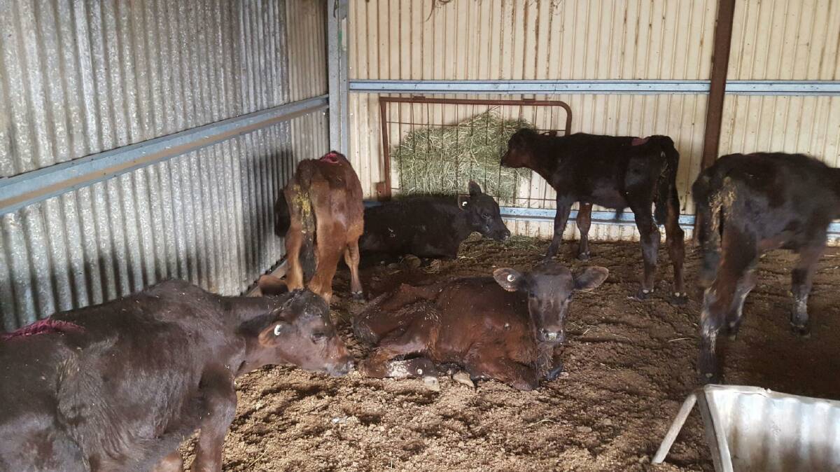 The calves were purchased for $65 each. 