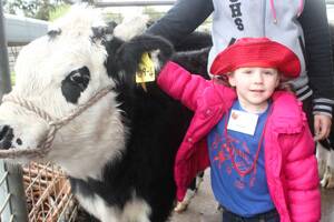 MISSY MOO: Abbigal Richards, 3, makes a friend in one of the high school's cows.