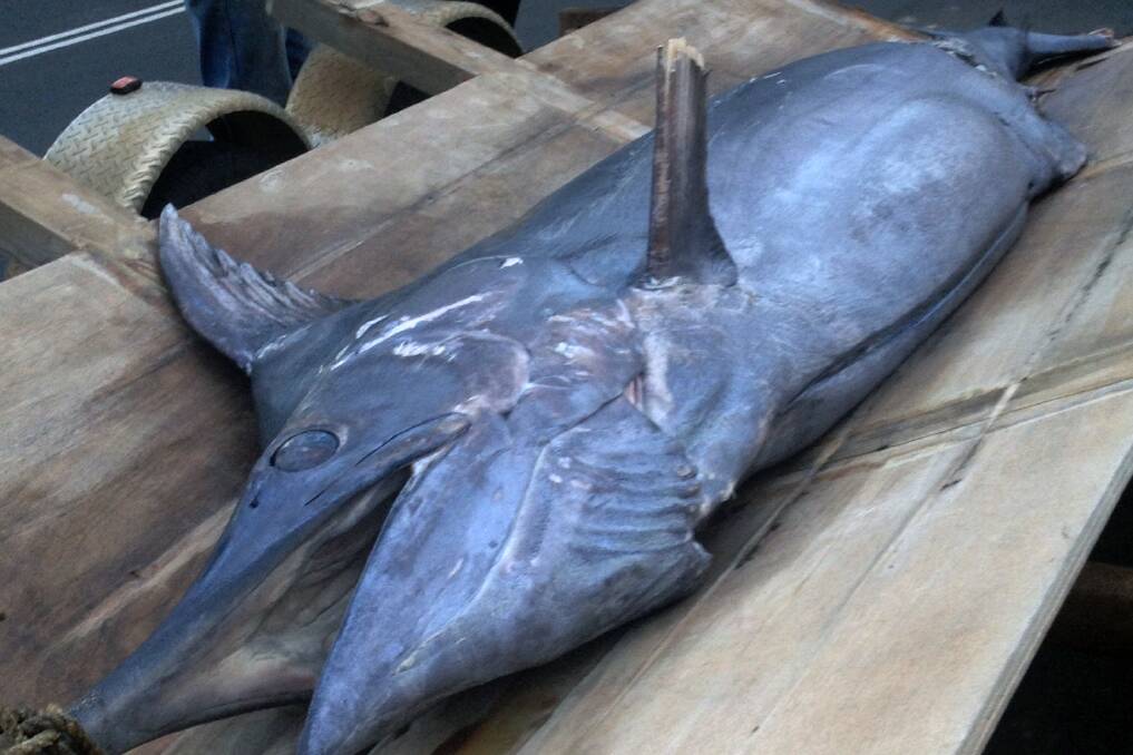 Unexpected: The 2.5m marlin which washed up on an Augusta beach last Wednesday.