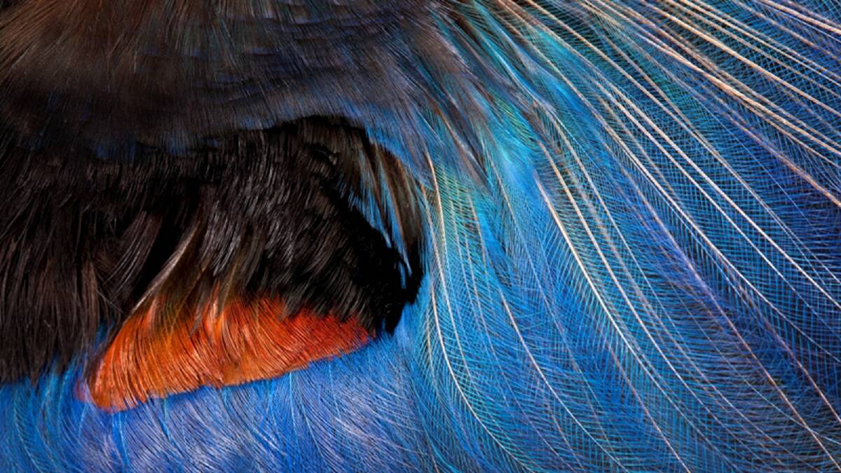 Blue Bird of Paradise Paradisaea rudolphi. The Birds of Paradise exhibition will be showing at the Melbourne Museum from November 23. Photo: Carl Bento/Australian Museum