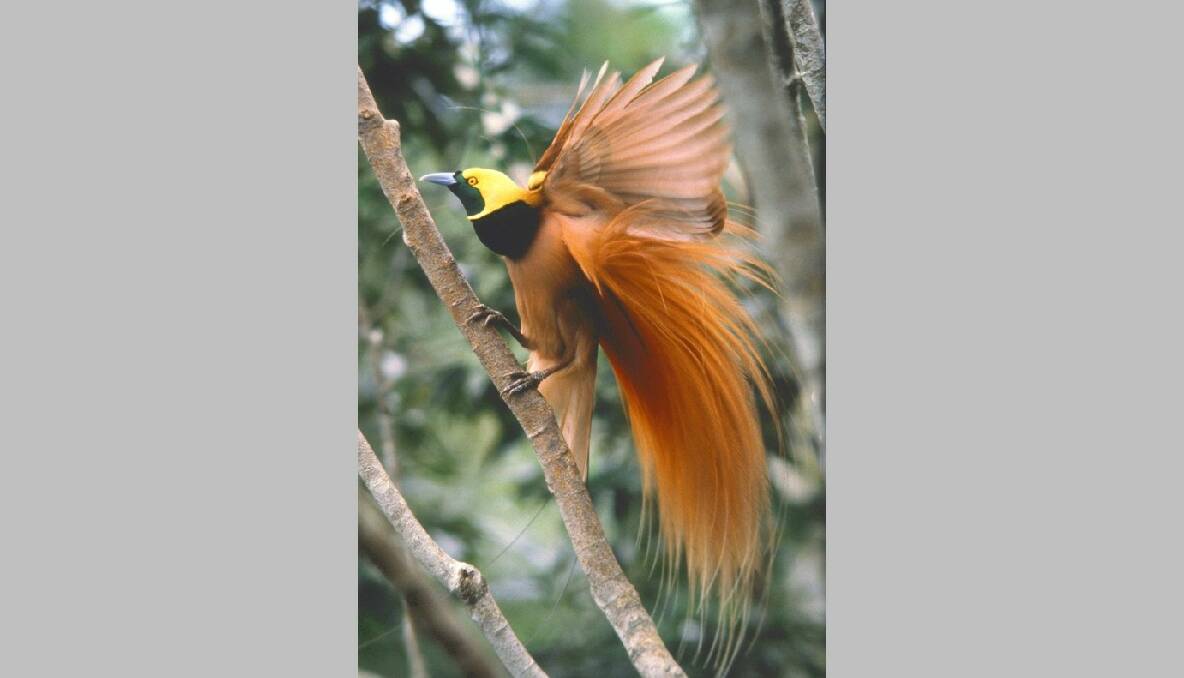 Raggiana Bird of Paradise Paradisaea raggiana. The Birds of Paradise exhibition will be showing at the Melbourne Museum from November 23. Photo: Dr Bruce M Beehler